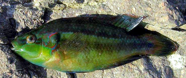 Symphodus ocellatus_0006